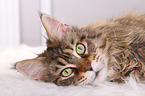 liegende Maine Coon