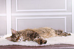 liegende Maine Coon