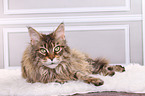 liegende Maine Coon