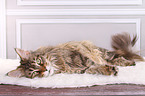 liegende Maine Coon