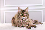 liegende Maine Coon