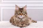 liegende Maine Coon
