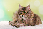 liegende Maine Coon