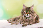 liegende Maine Coon