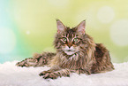 liegende Maine Coon