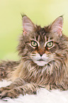 liegende Maine Coon