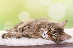 liegende Maine Coon