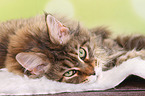 liegende Maine Coon