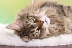 liegende Maine Coon