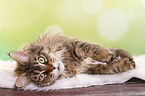 liegende Maine Coon