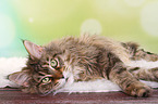 liegende Maine Coon