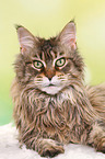 liegende Maine Coon