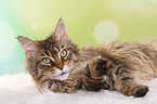 liegende Maine Coon