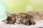 liegende Maine Coon