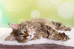 liegende Maine Coon