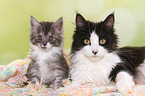 2 Maine Coons