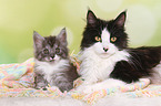 2 Maine Coons