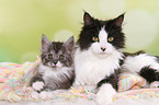 2 Maine Coons