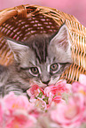 Maine Coon Ktzchen