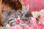 Maine Coon Ktzchen