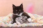 2 Maine Coon Ktzchen