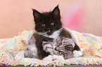 2 Maine Coon Ktzchen