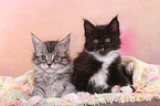 2 Maine Coon Ktzchen