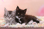 2 Maine Coon Ktzchen