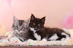 2 Maine Coon Ktzchen