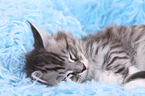 Maine Coon Ktzchen