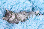 Maine Coon Ktzchen