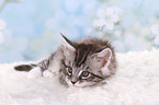 Maine Coon Ktzchen