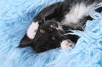 Maine Coon Ktzchen