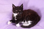 Maine Coon Ktzchen