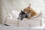 liegende Maine Coon