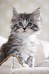 Maine Coon Ktzchen