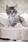Maine Coon Ktzchen