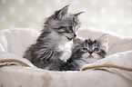 Maine Coon Ktzchen