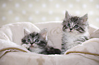 Maine Coon Ktzchen
