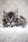 liegende Maine Coon