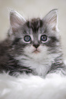 liegende Maine Coon