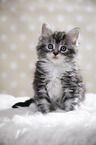 sitzendes Maine Coon Ktzchen