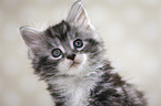 Maine Coon Ktzchen Portrait