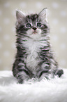 sitzendes Maine Coon Ktzchen