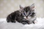 liegende Maine Coon