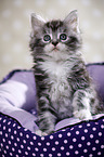 sitzendes Maine Coon Ktzchen