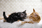 liegende Maine Coon