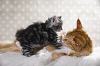 liegende Maine Coon