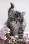 sitzendes Maine Coon Ktzchen