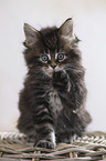 sitzendes Maine Coon Ktzchen